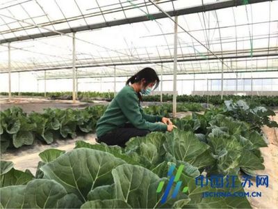 鹽城經開區步鳳鎮 新技術新模式為現代農業插上“智慧翅膀”