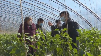 子長蔬菜開發中心 穩防控、強技術、保供應，全力守護“菜籃子”安全