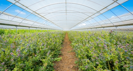 鑫榮懋果業(yè)科技集團 以科技創(chuàng)新引領(lǐng)種植技術(shù)開發(fā)，鑄就高品質(zhì)水果產(chǎn)業(yè)標桿