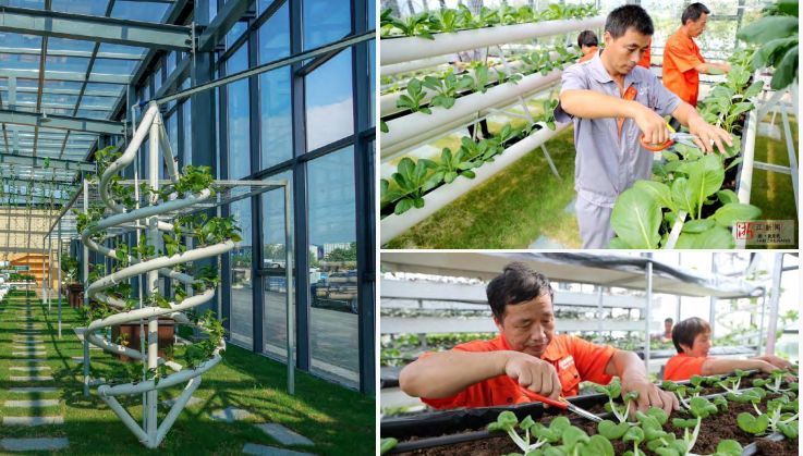 逆勢起飛 中源創(chuàng)能引領(lǐng)有機垃圾分散處理與種植技術(shù)革新