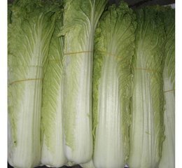 專業(yè)膳食保障，助力東莞發(fā)展——廣東金龍膳食配送公司全方位服務(wù)解析